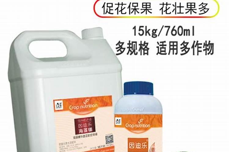 怎样培育番茄壮苗 番茄怎么养殖好