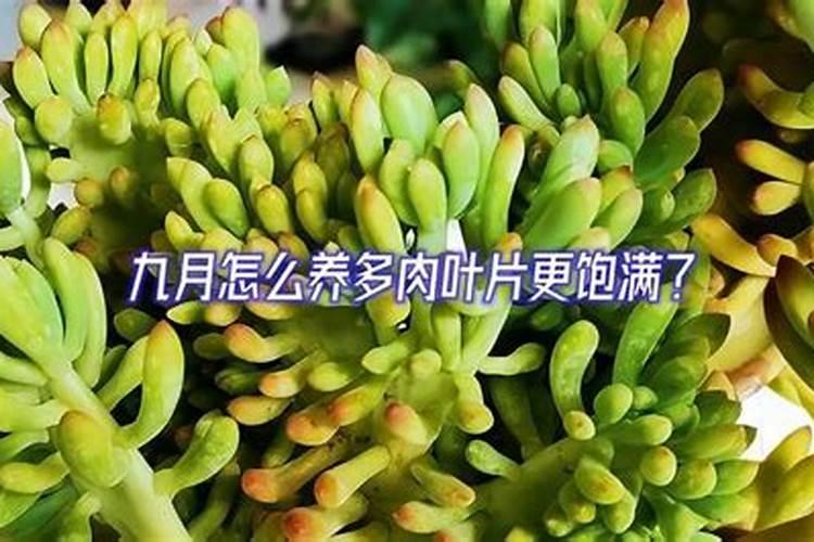 怎样养多肉才能又肥又厚
