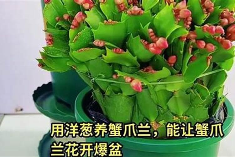 家里种的花要施什么肥料