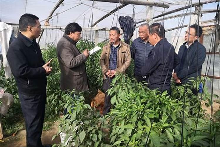 土豆施肥技术要点 马铃薯施肥技术要点
