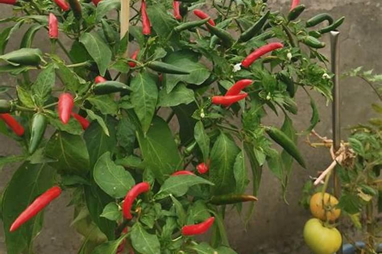 辣椒树冬季施肥方法有哪些 辣椒树冬季施肥方法