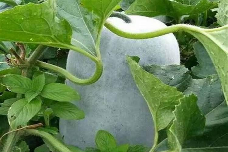冬瓜施肥的正确方法