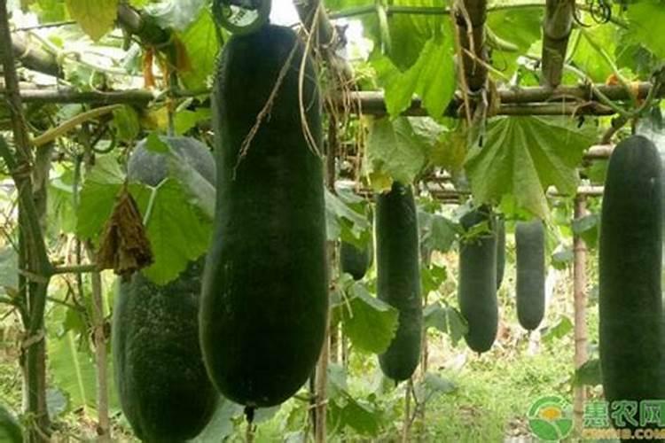 冬瓜苗期用什么肥料