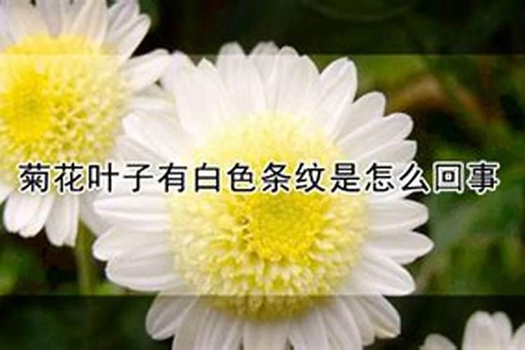 菊花现在要不要施肥？
