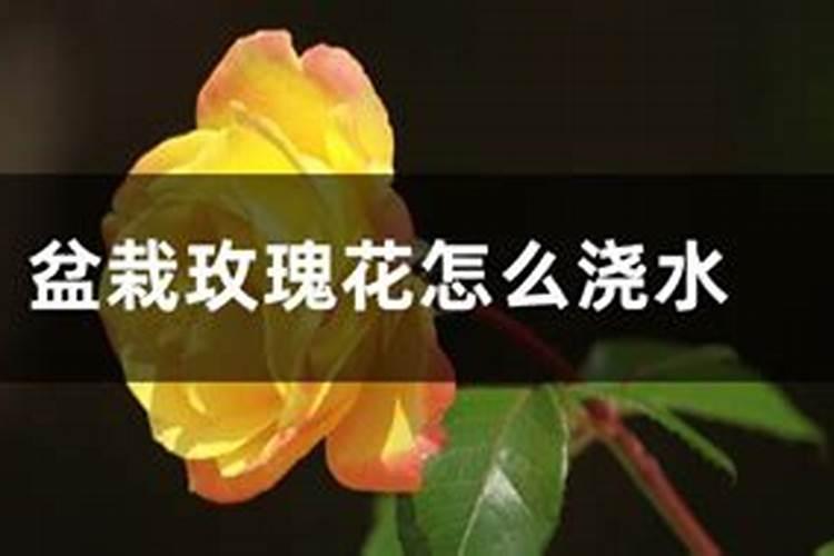 玫瑰花叶子上长出黑色的斑点怎么办