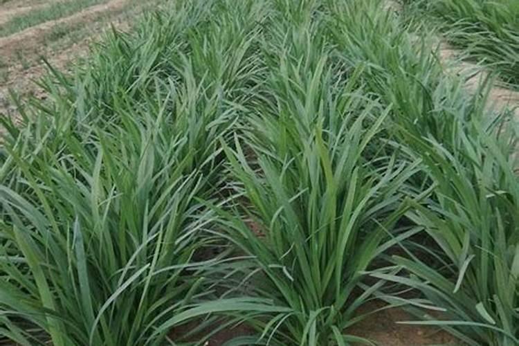 韭菜黄叶是什么原因