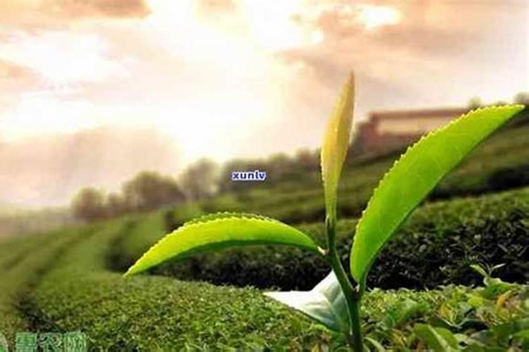 菜籽饼怎么给花做肥料