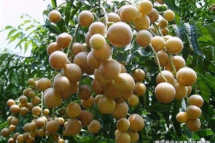 洋白菜种植方法和时间是怎么样的？