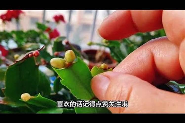 仙人掌嫁接蟹爪兰成活后怎么施肥(如何使蟹爪兰长得粗壮)