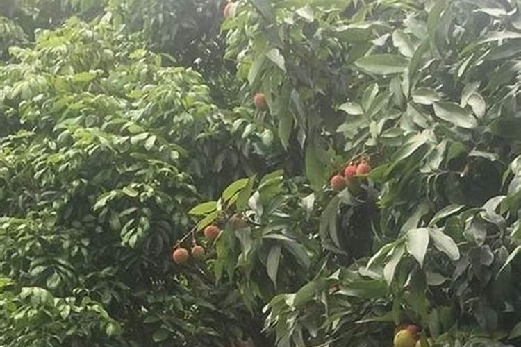 荔枝的合理施肥方法