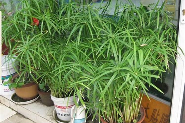 大白菜施什么肥好