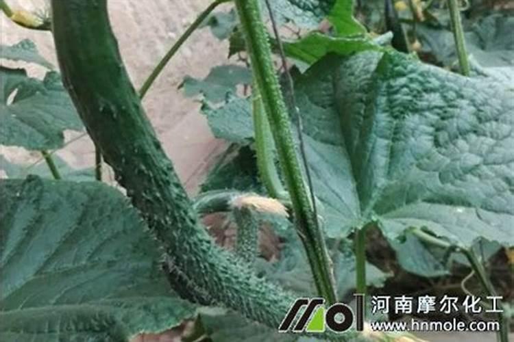 黄瓜叶面肥打太浓了不能造成死亡吧