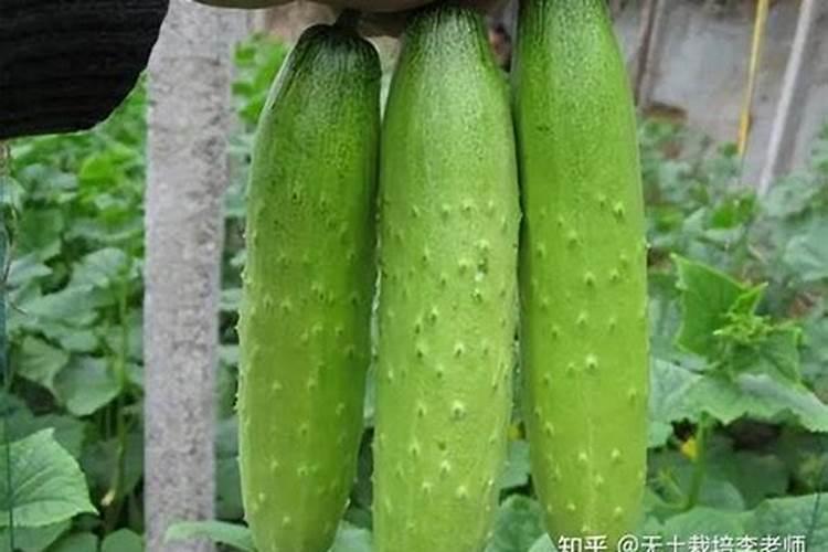 越冬茬黄瓜温室每次浇多少锌肥？