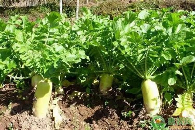 水萝卜怎么种植