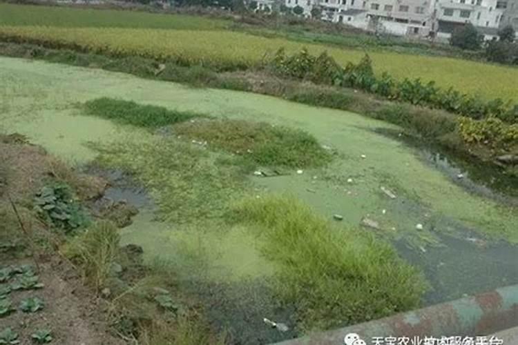 给花施肥用什么肥料