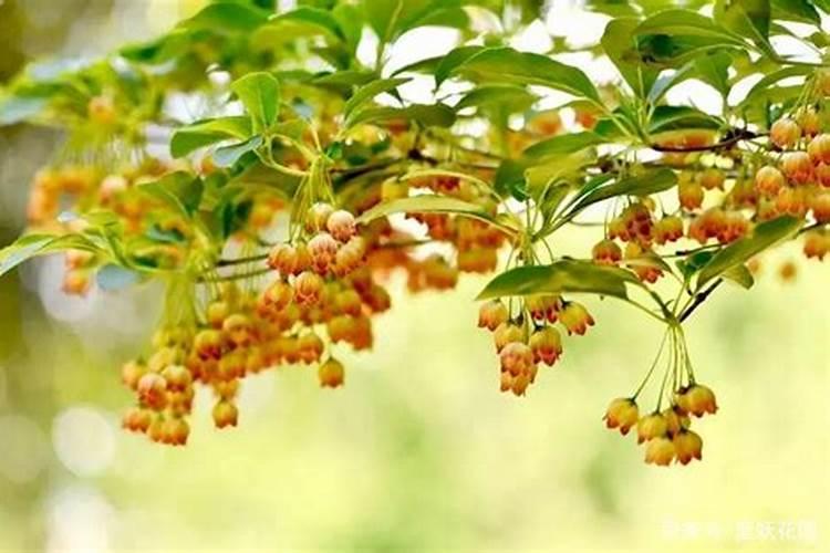 莲雾种植的基本方法是什么？
