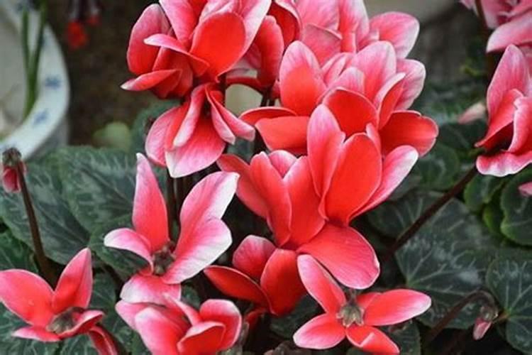 适合室内养的花有哪些？