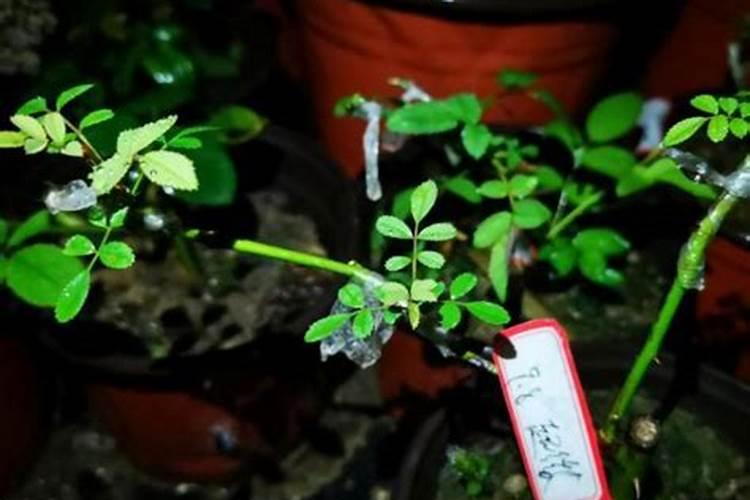 月季开花的时候能喷叶面肥吗