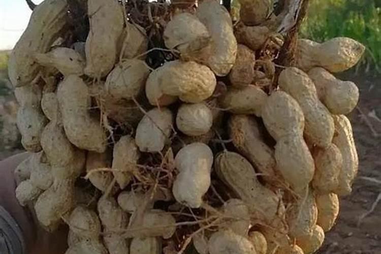 直播水稻什么时间施钾肥二次除草什么时候最好怎么管理？
