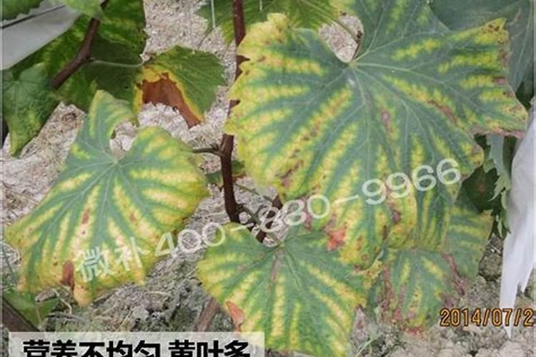 西瓜可以用芸苔素加磷酸二氢钾加多菌灵一起使用能吗？