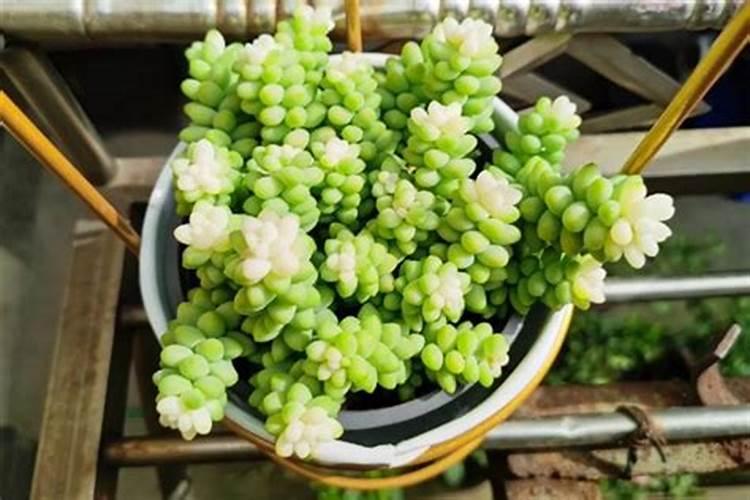 多肉夏天可以施肥吗 用什么肥料比较好