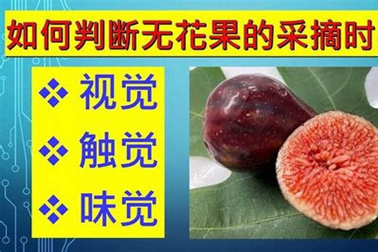 无花果用什么肥料最好