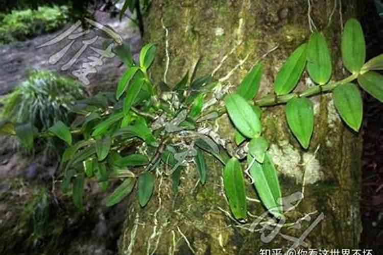 水溶肥用法和用量