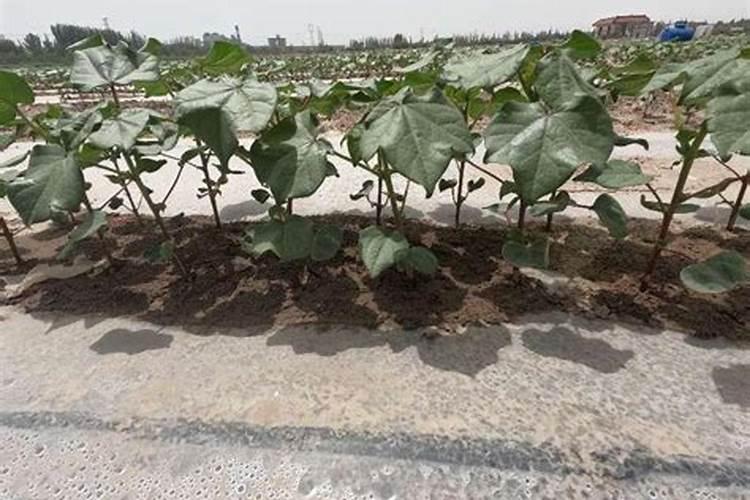 棉花苗后滴灌正确使用方法