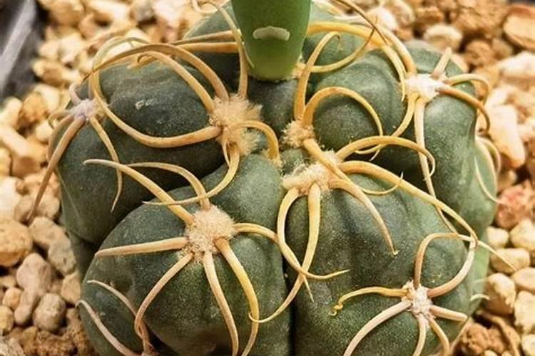 板蓝根种植技术及成本