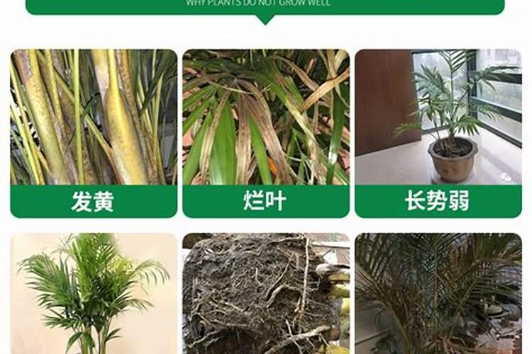 散尾葵该怎么养护？散尾葵的优缺点