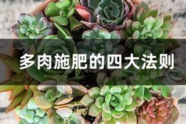 盆栽多肉植物施什么肥 该如何施肥