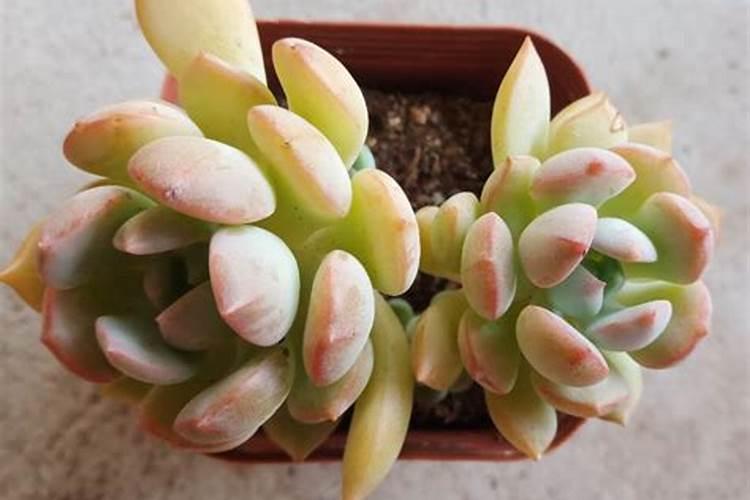 多肉植物用什么肥料比较好 多肉植物用哪些肥料比较好