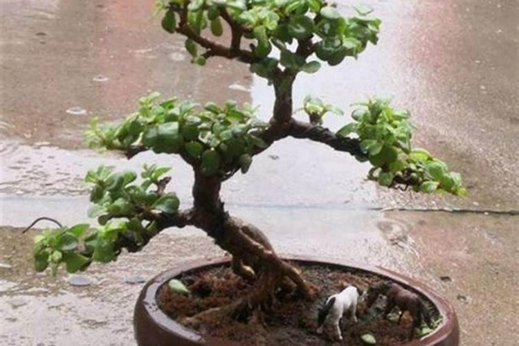 全水溶性肥料到底好在哪