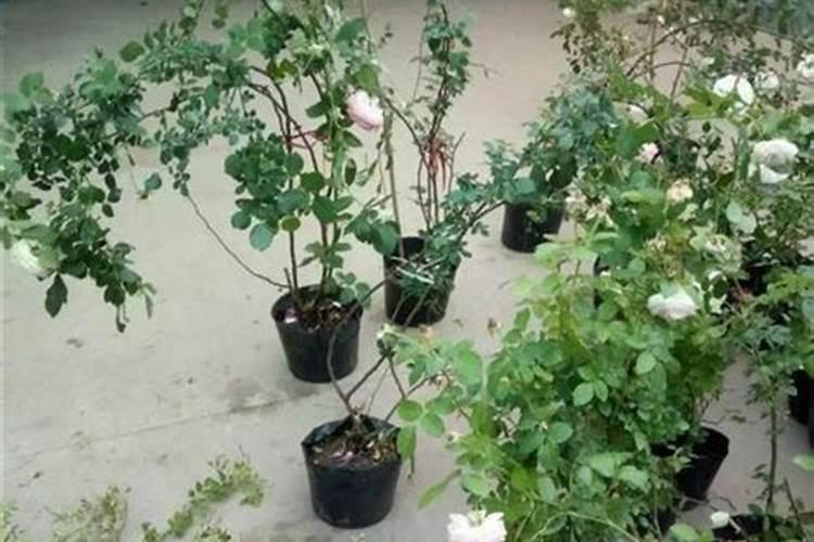 土豆为什么又叫洋芋？