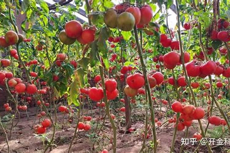 西红柿膨果肥用什么肥最好