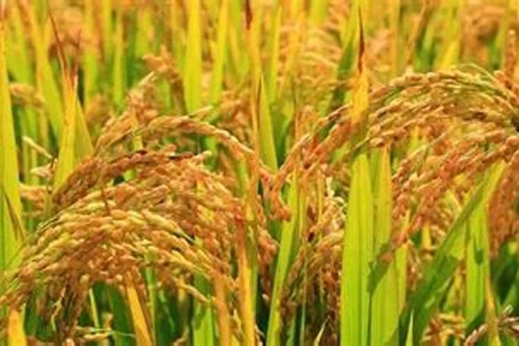 木槿花需要什么肥料