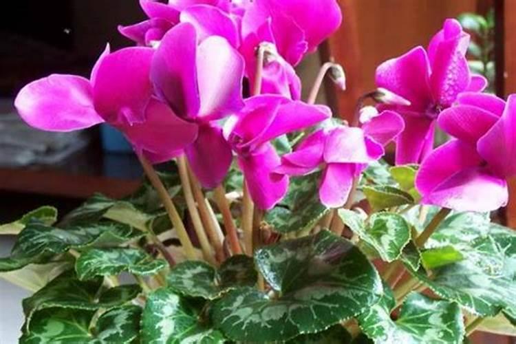 仙客来开花需要什么肥料