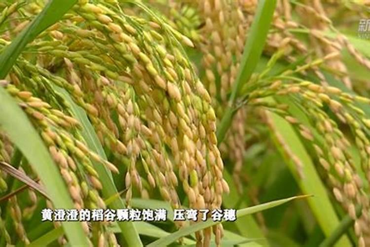 水溶肥的使用方法和注意事项视频