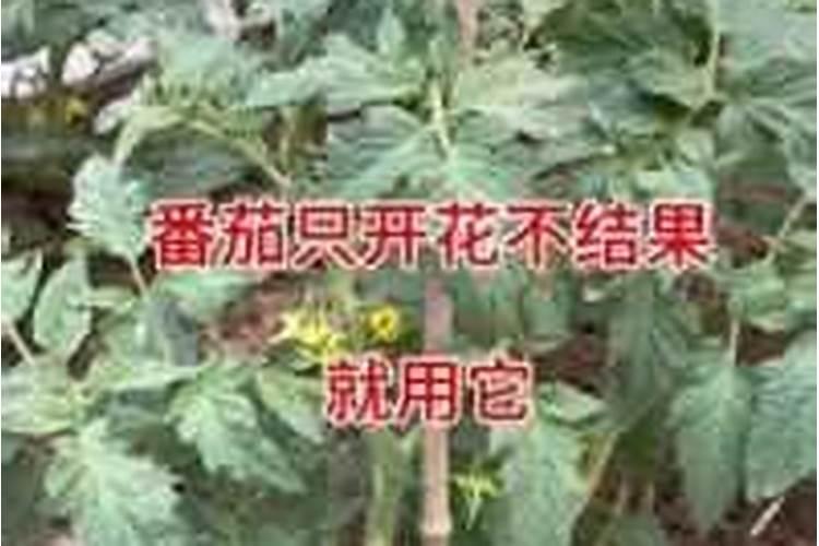 草莓花期可以施肥吗