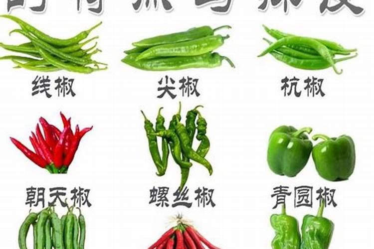 锦葵种植后如何管理,需要天天浇水吗？
