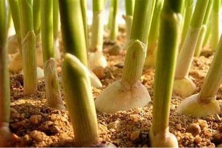 给植物施什么肥比较好？