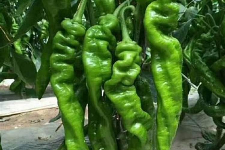 种辣椒用什么肥料结果多？