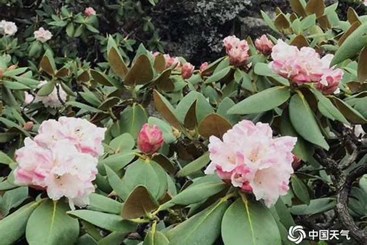杜鹃花什么时候施肥 杜鹃花的最佳施肥时间