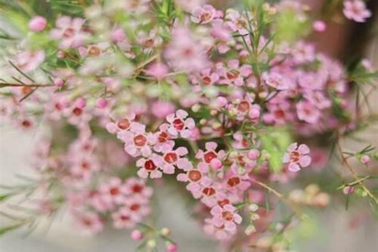2月份有哪些花开放？