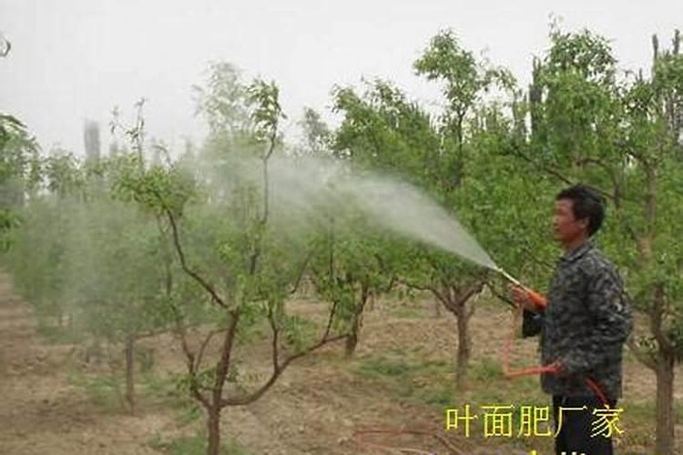 水溶肥的使用方法