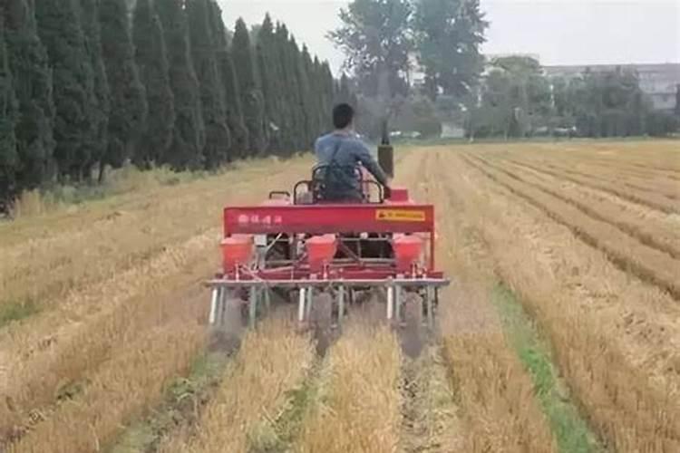 一盆花放几粒复合肥 需要注意什么