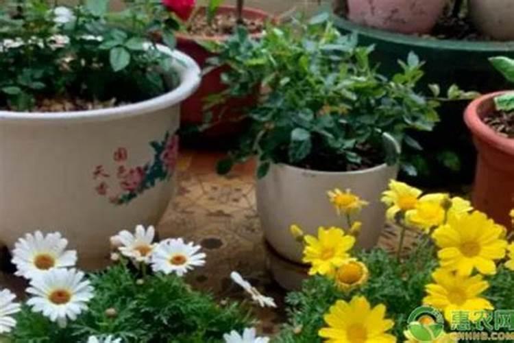 养花用什么肥料最好