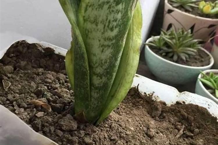 玉米几叶能用芸苔素,芸苔素多久喷一次