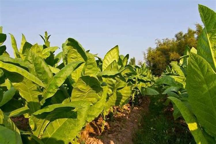 茉莉花的施肥时间和方法 茉莉花怎么施肥
