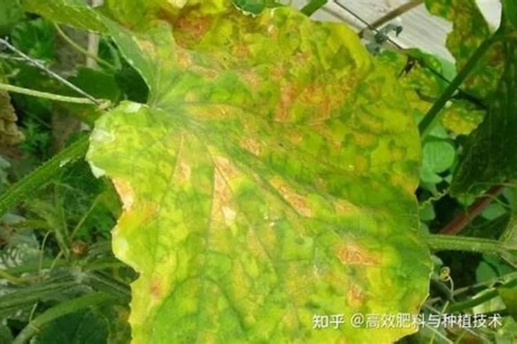 怎么种西瓜？